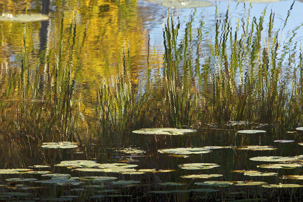 Lily Pads Art Print featuring the photograph Lily Pads in Autumn by Penny Meyers