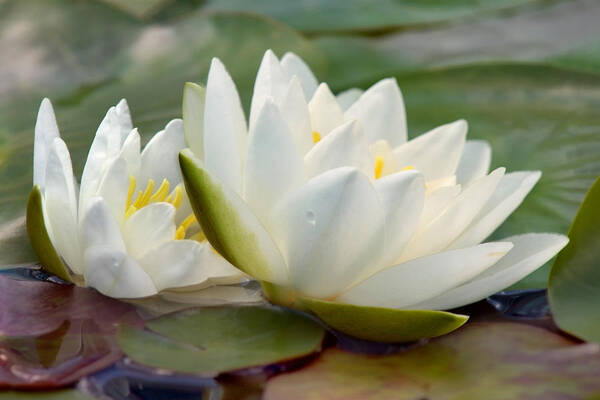 Water Lily Art Print featuring the photograph Lily White by Leda Robertson