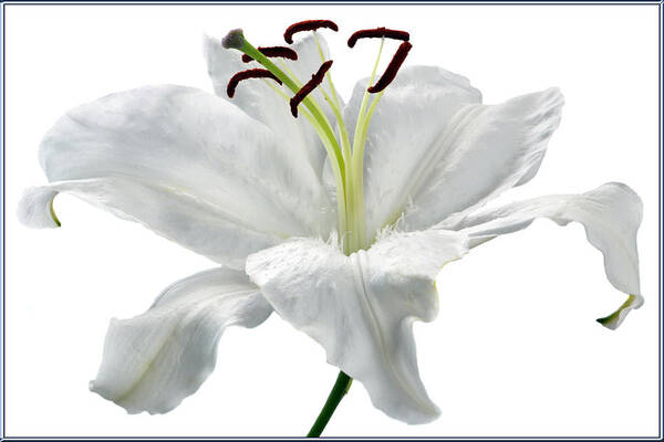 Lily Art Print featuring the photograph Lily White. by Terence Davis