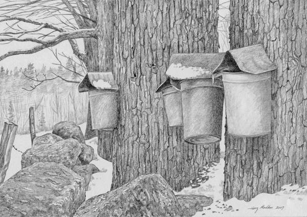 Sap Bucket Art Print featuring the drawing Line of Sap Buckets by Harry Moulton