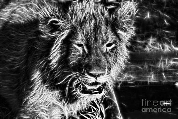 Cub Art Print featuring the photograph Lion Cub-Black and White V2 by Douglas Barnard