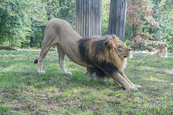 Lion Art Print featuring the photograph Lion Yoga by Chris Scroggins