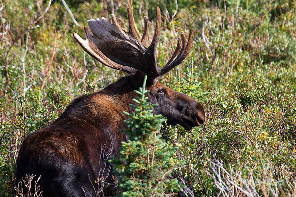 Moose; Moose Photograph Art Print featuring the photograph Listen by Jim Garrison