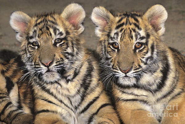 Bengal Tigers Art Print featuring the photograph Little Angels Bengal Tigers Endangered Wildlife Rescue by Dave Welling