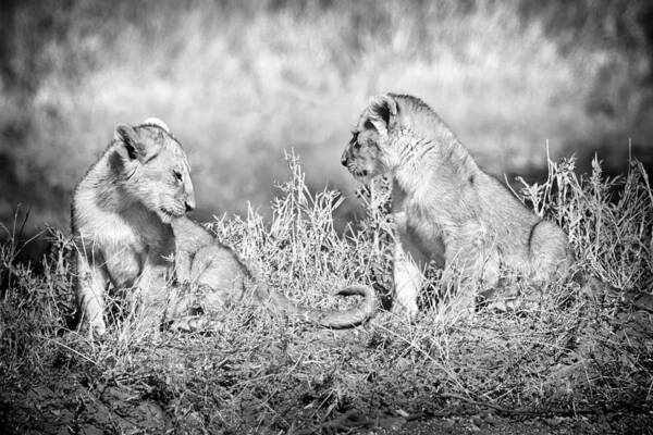 3scape Art Print featuring the photograph Little Lion Cub Brothers by Adam Romanowicz