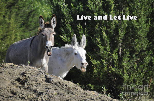 Live And Let Live Art Print featuring the photograph Live and Let Live by Cheryl McClure
