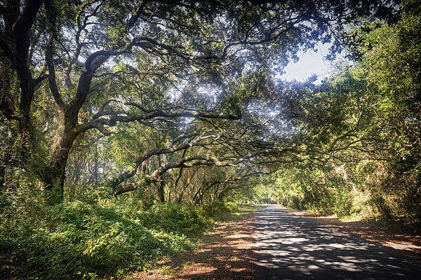 Road Art Print featuring the photograph Live Oak Lattice by Alan Raasch