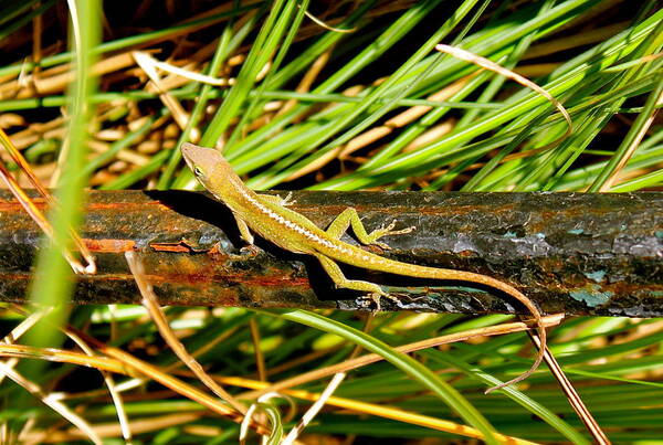 Nature Art Print featuring the photograph Lizard by Cyril Maza