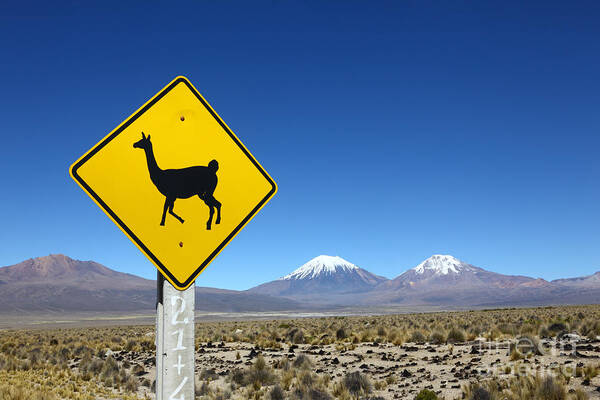 Signs Art Print featuring the photograph Llamas Crossing Sign by James Brunker