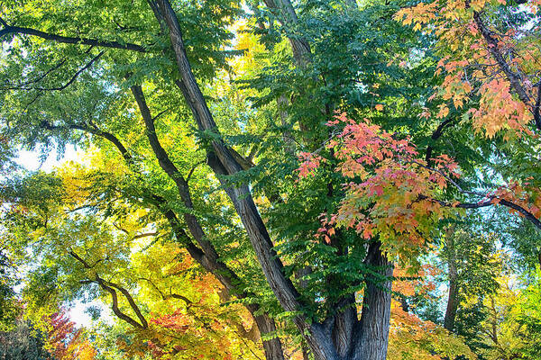 Autumn Art Print featuring the photograph Local Fall Foliage by James BO Insogna