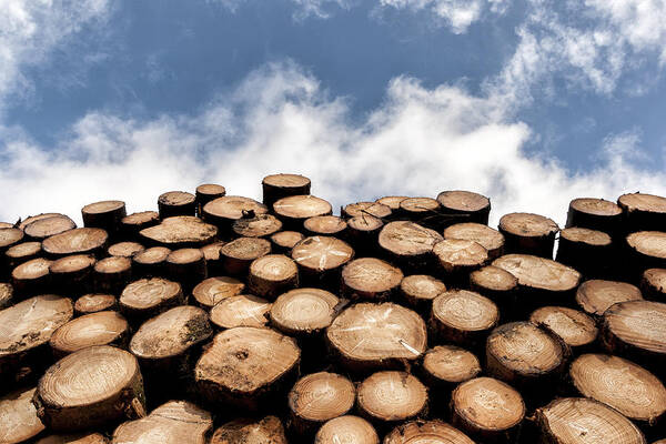 Log Wood Art Print featuring the photograph Logs by Mike Santis