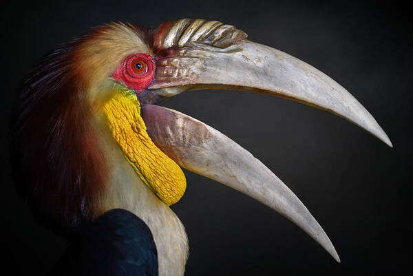 Beak Art Print featuring the photograph L.o.l by Fahmi Bhs