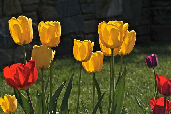 Lollipop Color Tulips Art Print featuring the photograph Lollipop Tulips and Grass and Stone Wall by Byron Varvarigos