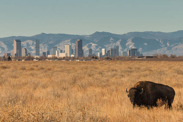 Denver Art Print featuring the photograph Lone Bison in Front of the Denver Skyline by Tony Hake