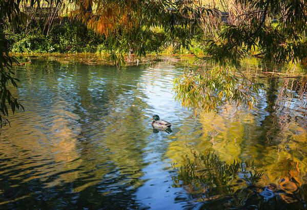 Duck Art Print featuring the photograph Lone Duck by Tim Reaves