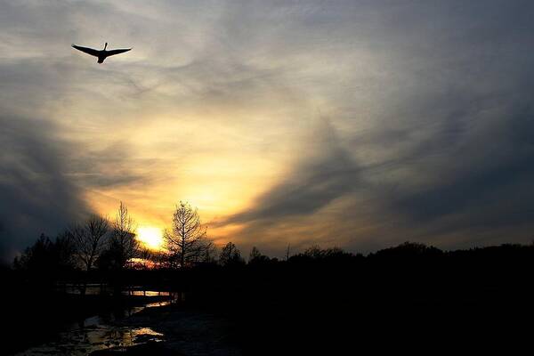 Ducks Art Print featuring the photograph Lone Mallard at Sunset by Jeff Mize