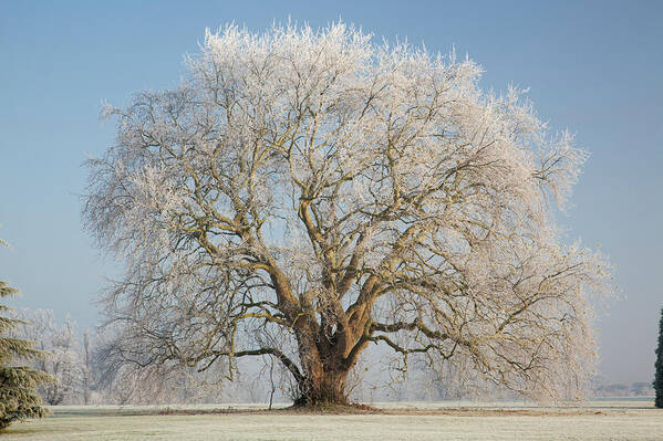 Scenics Art Print featuring the photograph Lone Oak Tree by Travelpix Ltd