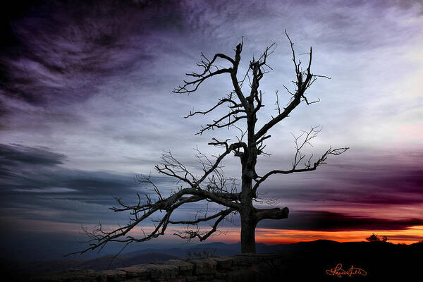Lone Art Print featuring the photograph Lone Tree by Renee Sullivan