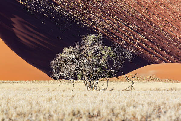 Scenics Art Print featuring the photograph Lone Tree With Dune Background by Jeremy Woodhouse