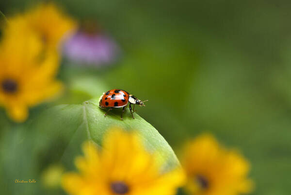 Ladybug Art Print featuring the photograph Lonely Ladybug by Christina Rollo