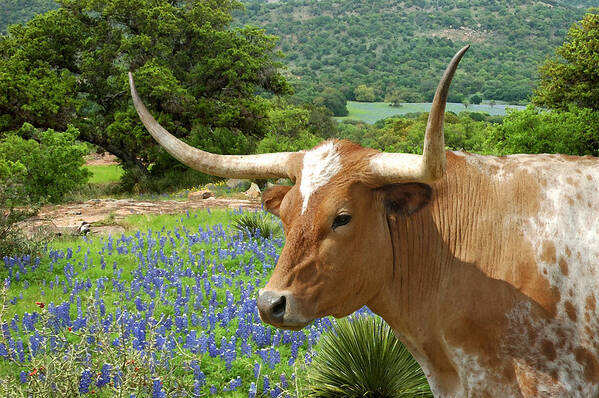 Texas Longhorn Art Print featuring the photograph Longhorn Blues by Robert Anschutz