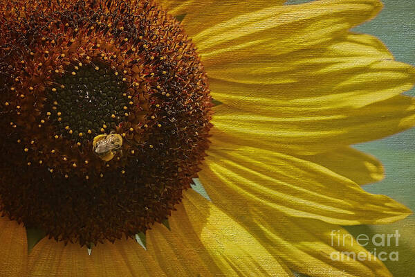 Sunflower Art Print featuring the photograph Look At All This Food by Deborah Benoit