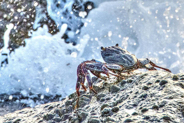 Crab Art Print featuring the photograph Look At That Wave by Don Durfee