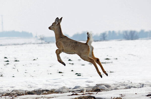 Deer Art Print featuring the photograph Look I am flying by Lori Tordsen