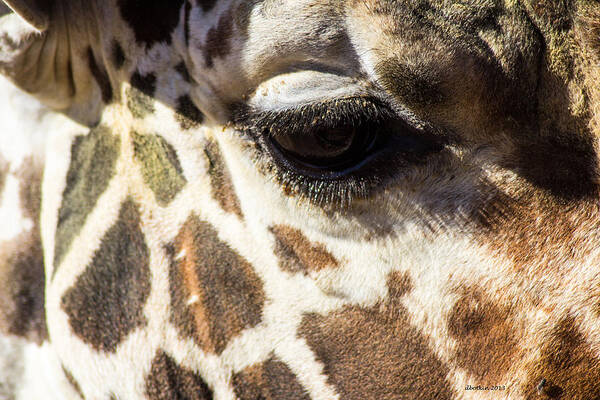 Zoo Art Print featuring the photograph Look into my Eye by Dick Botkin