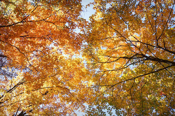 Fall Art Print featuring the photograph Look Up by Cricket Hackmann