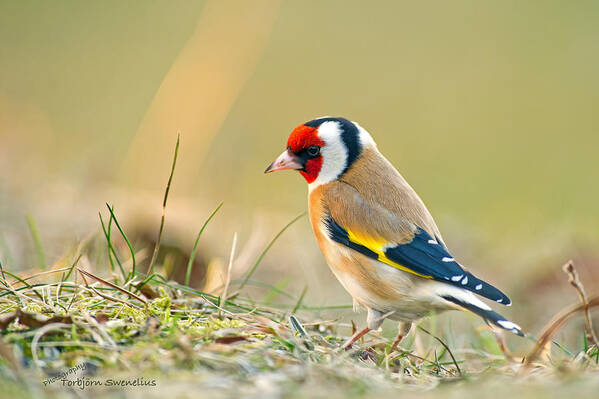 Goldfinch Looking Around Art Print featuring the photograph Looking around by Torbjorn Swenelius