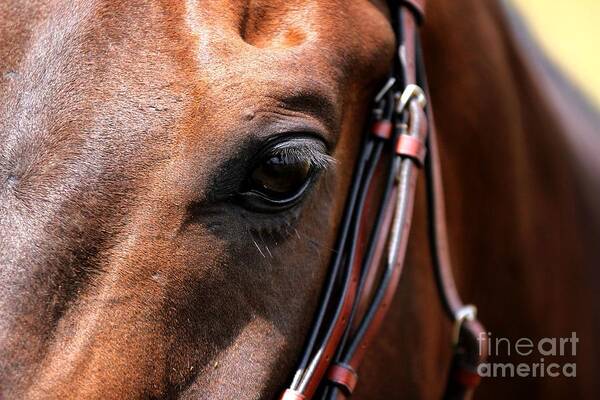 Horse Art Print featuring the photograph Looking Down by Janice Byer