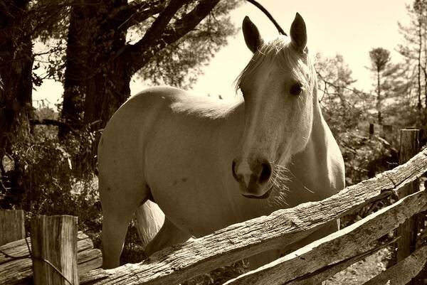 Horses Art Print featuring the photograph Looking for a Handout by Kelly Nowak