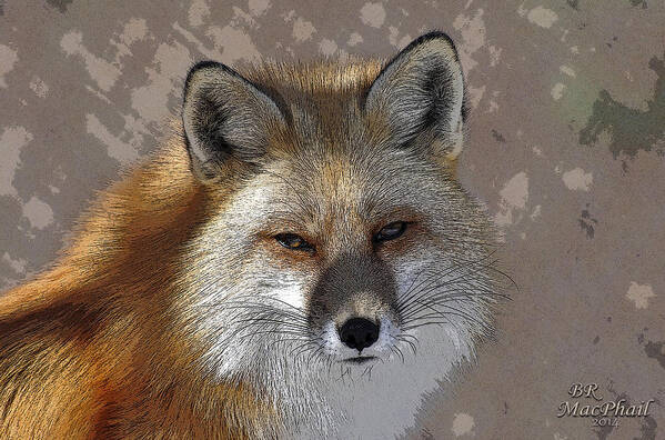 Red Fox Art Print featuring the photograph Looking Foxy by Barbara R MacPhail
