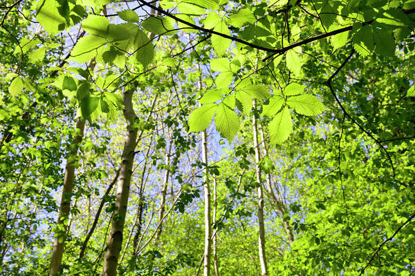 Scenics Art Print featuring the photograph Looking Through Spring Leavess And by Kathy Collins