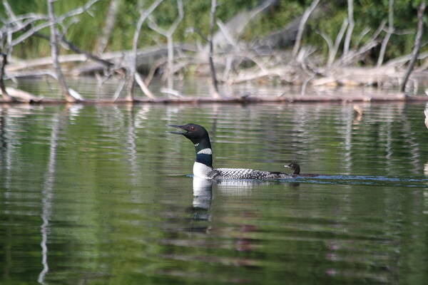 Loon Art Print featuring the photograph Loon and baby by Lynne McQueen