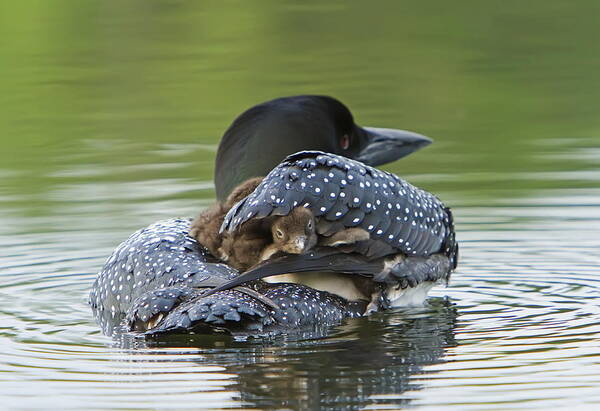 Common Loon Art Print featuring the photograph Loon Chick - Peek a Boo by John Vose