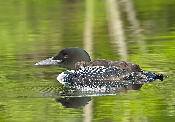 Common Loon Art Print featuring the photograph Loon Family Nap Time by John Vose