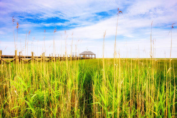 Gulf Of Mexico Art Print featuring the photograph Lost in the Weeds by Raul Rodriguez