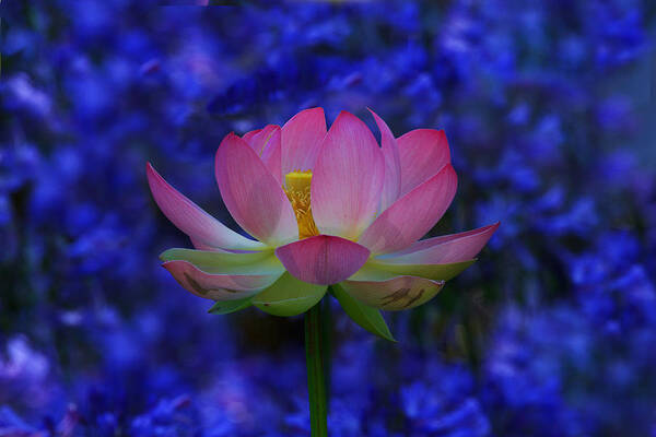 California Art Print featuring the photograph Lotus Flower In Blue by Beth Sargent