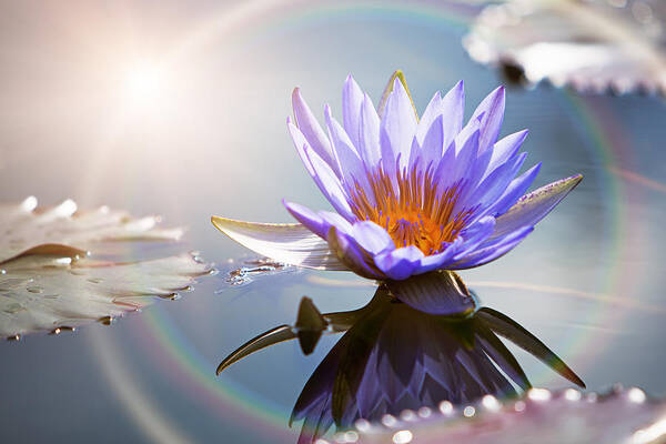 Lotus Art Print featuring the photograph Lotus Flower With Sun Flare by Good Focused