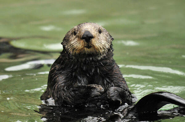 Sea Otter Art Print featuring the photograph Lovable by Lara Ellis