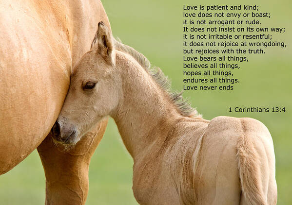 Horse Art Print featuring the photograph love is gentle love is kind Horse and colt by Mark Duffy