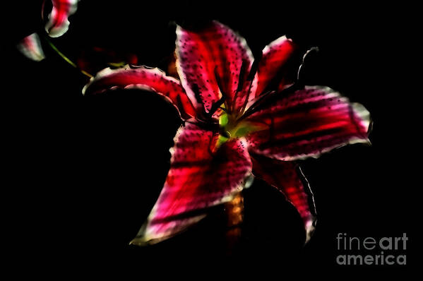 Flowers Art Print featuring the photograph Luminet darkness by Jessica S