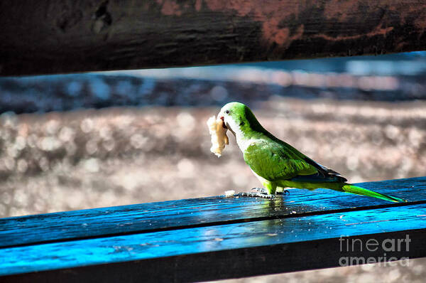 Parrot Art Print featuring the photograph Lunch Time by Charlie Roman