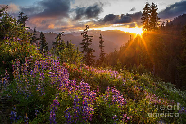 Mount Baker Art Print featuring the photograph Lupine Meadows Sunstar by Mike Reid