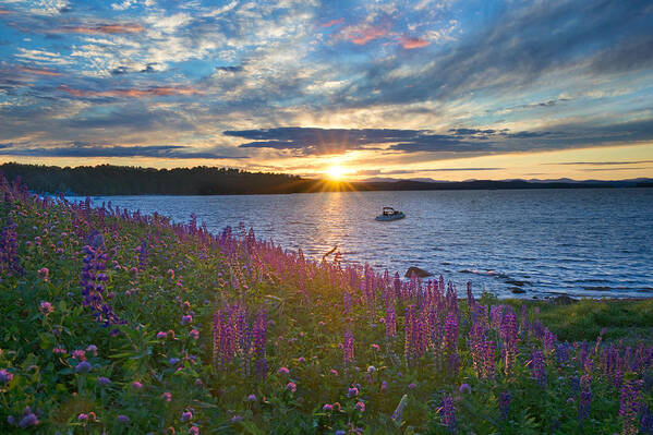 Lupines Art Print featuring the photograph Lupine Sunset on Long Lake by Darylann Leonard Photography