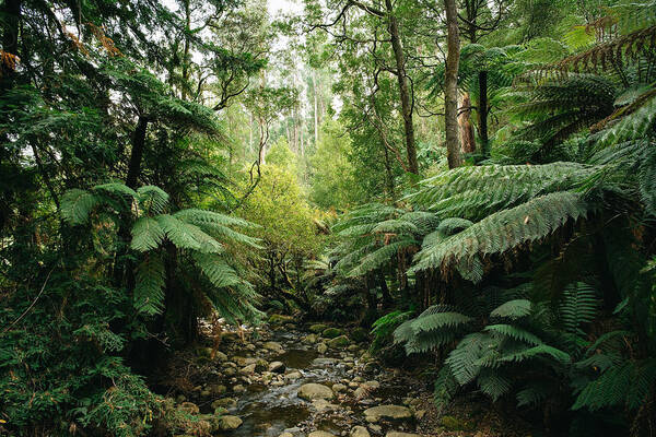 Tranquility Art Print featuring the photograph Lush green forest of Dandenong Ranges National Park, Victoria, Australia by Ippei Naoi