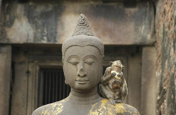 Young Animal Art Print featuring the photograph Macaque and Buddha by Brian Kamprath