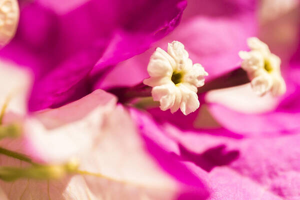 Hawaii Art Print featuring the photograph Macro Bougainvillea bloom 2 by Leigh Anne Meeks